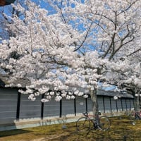 地元で花見ライド