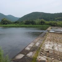 本日の海部川