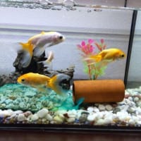 新たな金魚たち