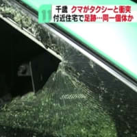 北海道で熊がタクシーに打つかる