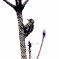 06/27探鳥記録写真：２０２５年4月に出会った鳥たち①