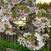 穏やかな一日、庭の桜は葉桜へ