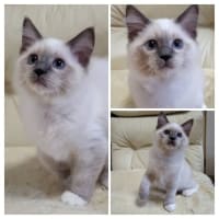 ☆彡　ラグドールの男の子　☆彡