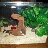 オカヤドカリの家を掃除 カフェオレを飲みながら オカヤドカリの家を掃除 カフェオレを飲みながら