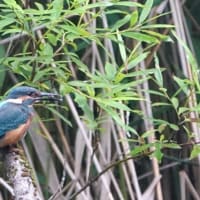 忍びの技発揮⁉翡翠色してカワセミ１羽