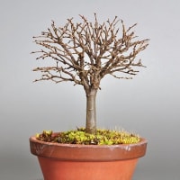 トサミズキd 土佐水木 盆栽 Corylopsis Spicata Bonsai E 盆栽や トサミズキd 土佐水木 盆栽 Corylopsis Spicata Bonsai E 盆栽や