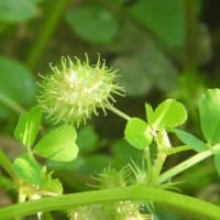早朝の散歩　植物調べ２