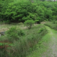 京都市大原野森林公園を歩いてポンポン山へ　その1　2024年5月15日