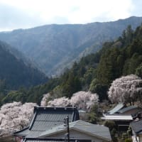 久遠寺のしだれ桜