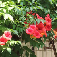 花散歩・ノウゼンカズラ / 凌霄花