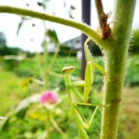 タチアオイとカマキリ（足立区都市農業公園 2025.7.6 撮影）