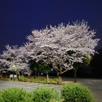 『桜』ゴルフリゾート花見川