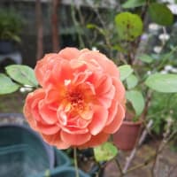 　蒸し暑い～～、
