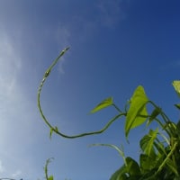 第一菜園の耕運はトラクター