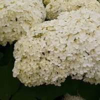 旧中川の紫陽花