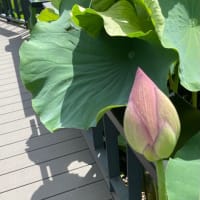 千秋公園の蓮