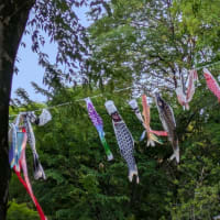 お寿司と柏餅