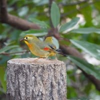 ソウシチョウ　オオアカハラ