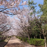 金ｹ埼公園の桜