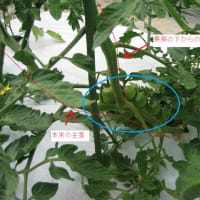 ミニトマト追加の定植