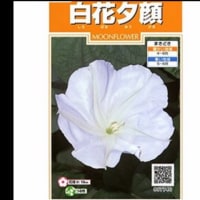 ベランダは夏の花ざかり