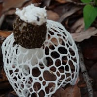 珍しい・キヌガサタケ