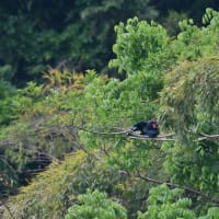 ブッポウソウ　求愛給餌　その３／岡山県