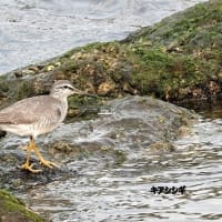 06/11探鳥記録写真-2：5月下旬に出会った鳥たち（セイタカシギ、キアシシギ、イソシギ、ウグイス、ホオジロ、など）