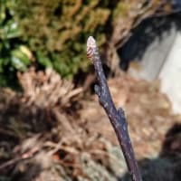 果樹の芽が膨らんだ