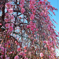 春と一緒に
