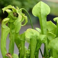 鉢植えの食虫植物（１）サラセニア  ａ、フラバ
