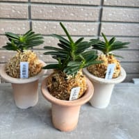 玉金剛総ルビー根