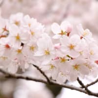公園の桜が見ごろを迎えました　（2024/04/06）