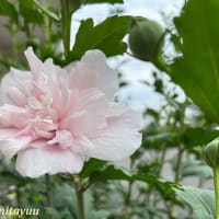 「相武台グリーンパーク」では紫色の「ムクゲ」が開花！！