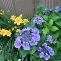 6月の花