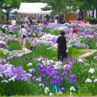「第４０回花しょうぶ祭り」閉幕