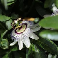 時計草