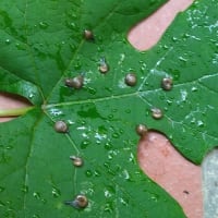 夏式生活の開始