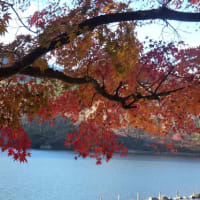 晩秋の碓氷湖　２０２４.１１.２５
