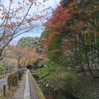 京都の秋2019