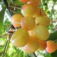 アメリカはイスラエルの植民地とわかってしまった！【トランプがみんなに知らせたんだよな】