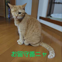 肉