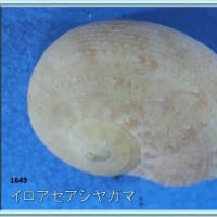 イロアセアシヤガマ