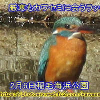 厳寒もカワセミに会うラッキー