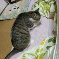 クリンへの想いは尽きなくて・・・300