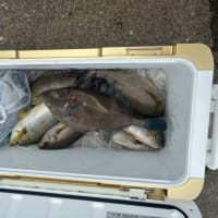 １５日・釣果