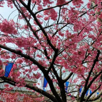 2024年4月2日（火）大岡川の桜