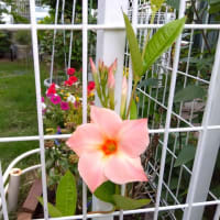 夏の花