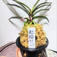 紅梅牡丹