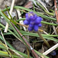 ようやく花が咲き始めました